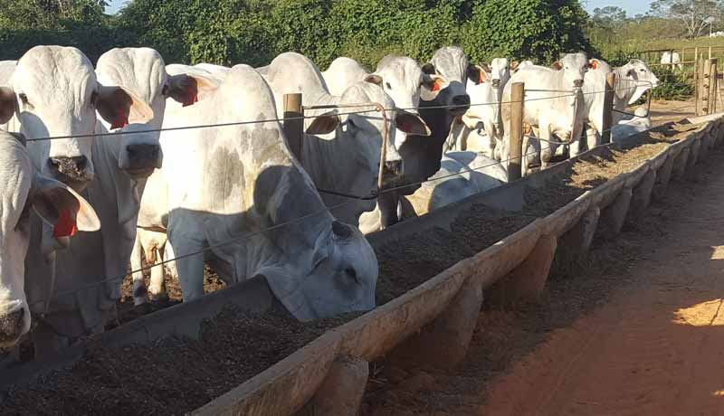 Manejo alimentar para gado de corte a importância do manejo de forragens e suplementos